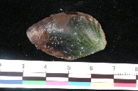 藏品(卵形鶯蛤)的圖片